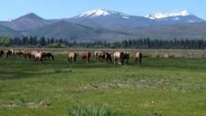 Horses rotating to new dry land pasture
