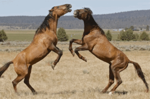 Gila stallions sort out their dominance