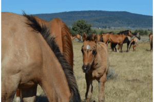 Gila foals