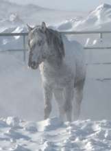 Blind, black stallion in the snow without shelter