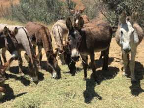 Some of RTF's burro residents filling up