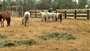Choctaw horses at RRR satellite ranch