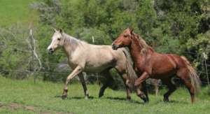 Galahad, right, and lead mare, Hope, SLO sanctuary