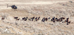 Helicopter drives wild horses toward a trap
