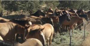 Gila Herd Members