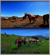 Grazing Before And After Grazing Project