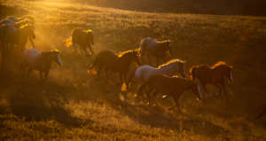 Herd in San Luis Obispo-Photo credit: Rich Sladick