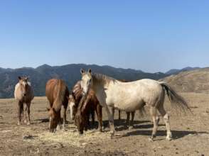 Hope with Galahad's band of mares in SLO
