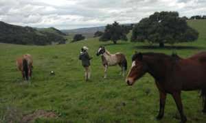 Some of our horse friends