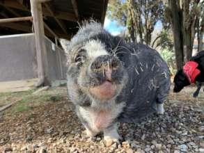 Minnuette smiling after her morning breakfast!