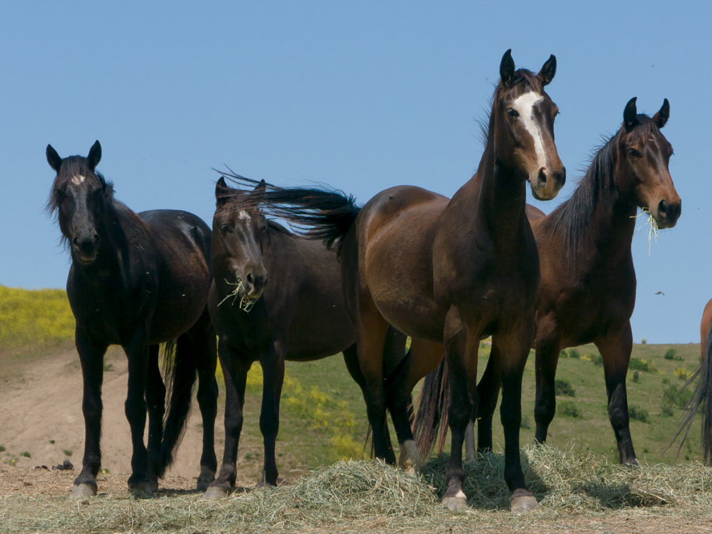 Help RTFs American Wild Horse Sanctuary!