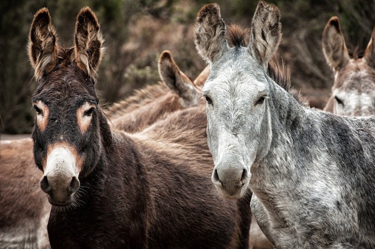 Help RTFs American Wild Horse Sanctuary!