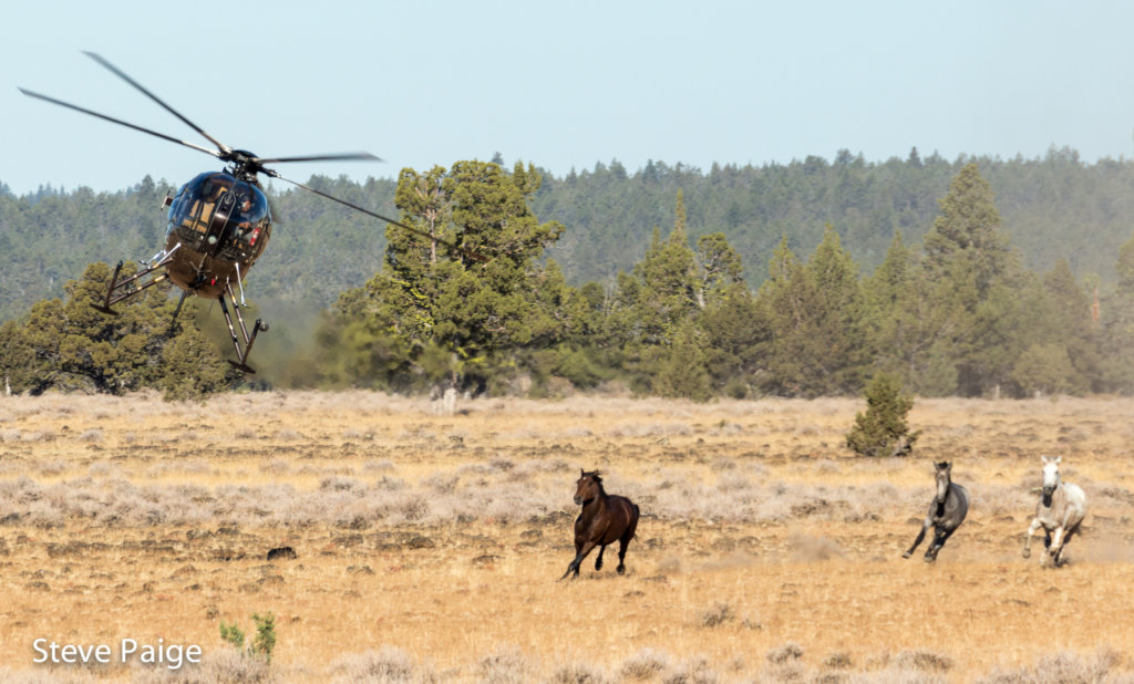 Fighting for wild horses, burros