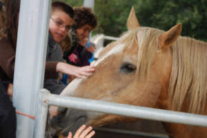 Education, outreach key to saving wild horses