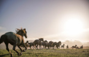 Run RTFs American Wild Horse Sanctuary for a Year
