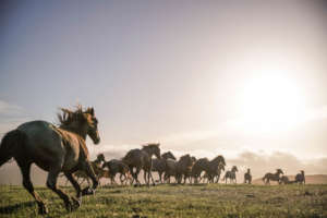 Run RTFs American Wild Horse Sanctuary for a Year