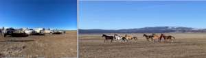 RTF Alturas horses ready for their Winter move