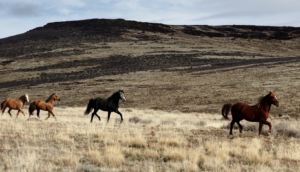Who we fight for-screen grab, from Ryan M. video