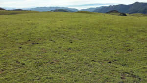 Grass popping up at our San Luis Obispo satellite