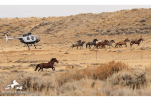 Stallion helpless as family is trapped-WY in Sept.