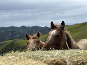 More hay delight