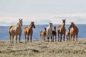 A Wyoming Band-photo by Meg Frederick