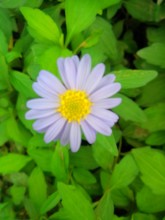 a wild chrysanthemum among oghi