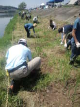 removing Lolium grass