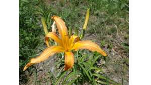 Hemerocallis vulva