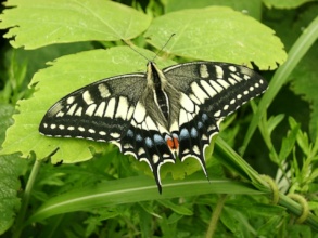 Papilio Machaon