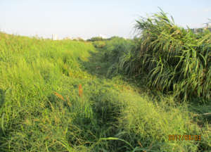 we removed a big amount of invading climbing plant