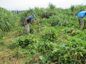 we removed a big amount of invading climbing plant