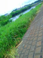 oghi community spreading