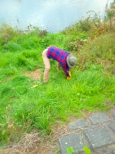 pulling grass