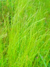 rat rye grass in full ears