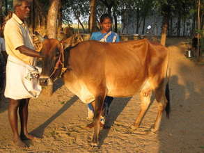 Poomi with a Cow