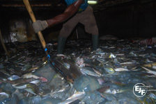 Save the Sea - Grassroots Training in Sierra Leone