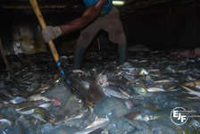 Shovelling Dirty Fish on an Illegal Pirate Trawler