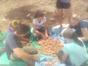 Sorting the first crop