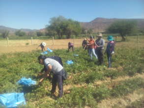 Organic crop of potatoes