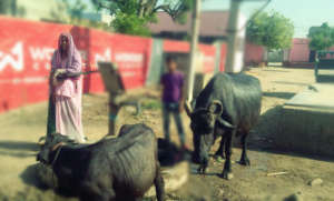 SHGs Doing Economic Activity (Animal Husbandry)