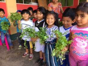 Cilantro from CEIBI's In-School Garden