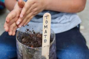Planting tomatoes as part of our nutrition unit