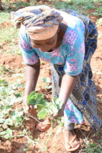 Jessica picks fresh leaves from her Forest Garden