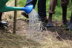 Watering the tree nursery