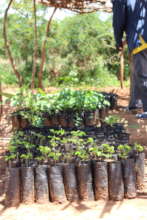 A variety of seedlings soon ready for planting