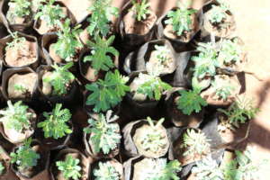 Acacia seedlings in their nursery