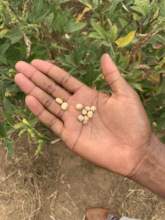 A farmer plans to plant beans as a companion plant