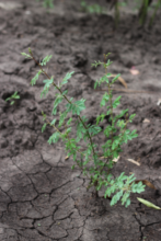 A new tree grows resiliently in dry soil