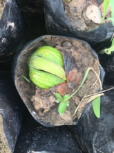 A tree grows in a nursery